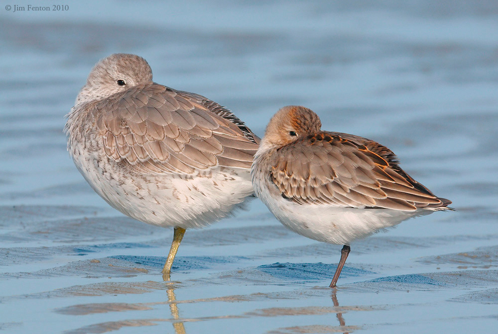 Red Knot and Dunlin at Rest