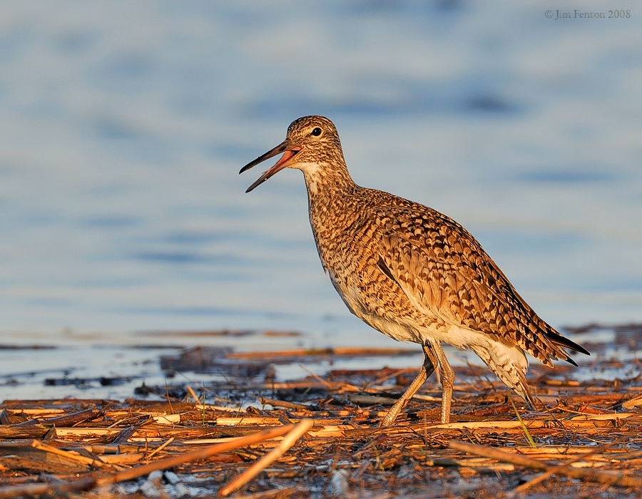 _NW83564 Willet