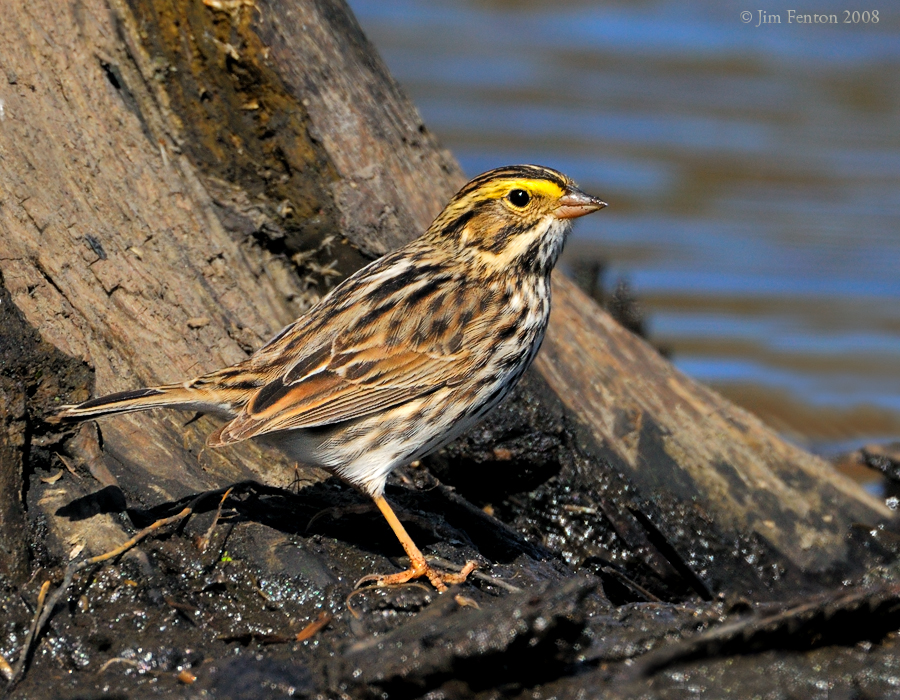 _NW83716 Savannah Sparrow