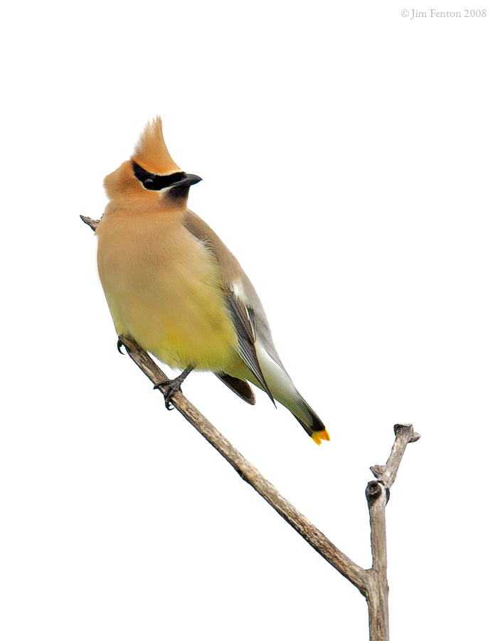 _NW86621 Cedar Waxwing.jpg