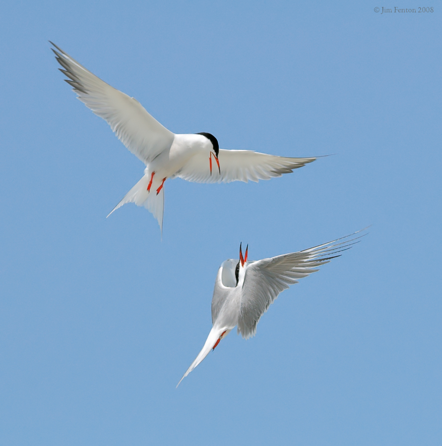 _NW87782 Common and Roseate Tern.jpg