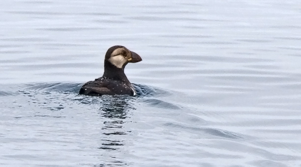 Horned Puffin, prebasic