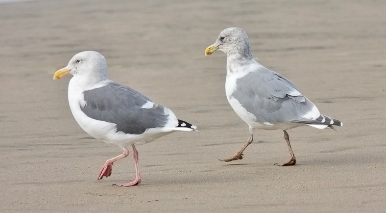 Western Gull (left) with GW x WEGU, both basic adults