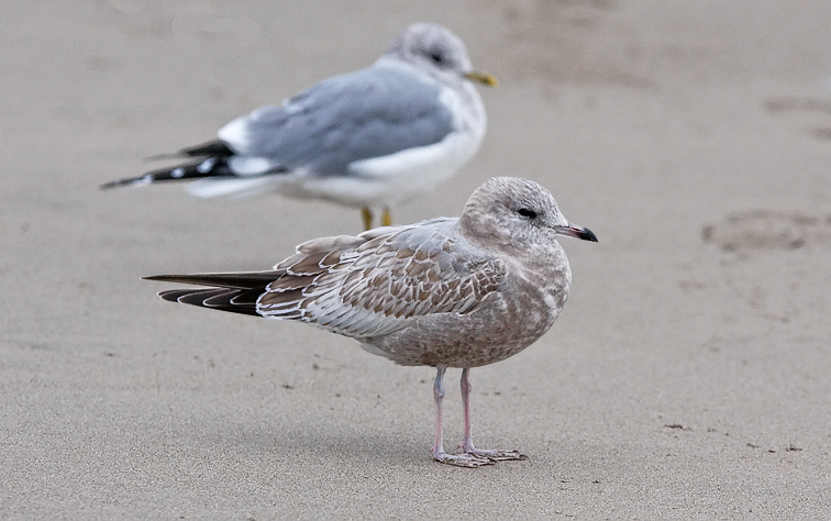 Mew Gull, 1st cycle with basic adult