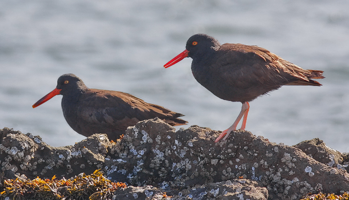 Oystercatchers, juv. (left) with adult