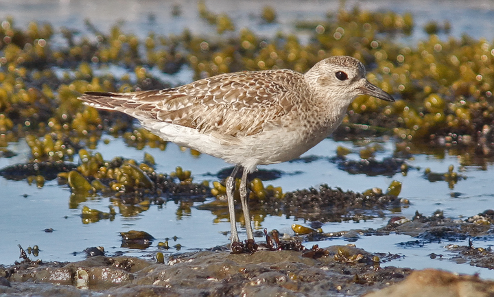 Black-bellied Plover, basic