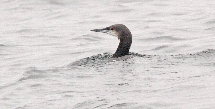 Pacific Loon, juv.