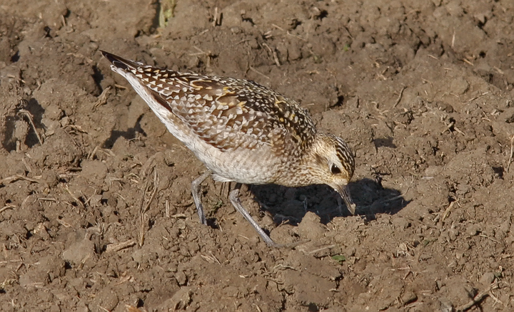 Pacific Golden Plover, immature (#2 of 2)