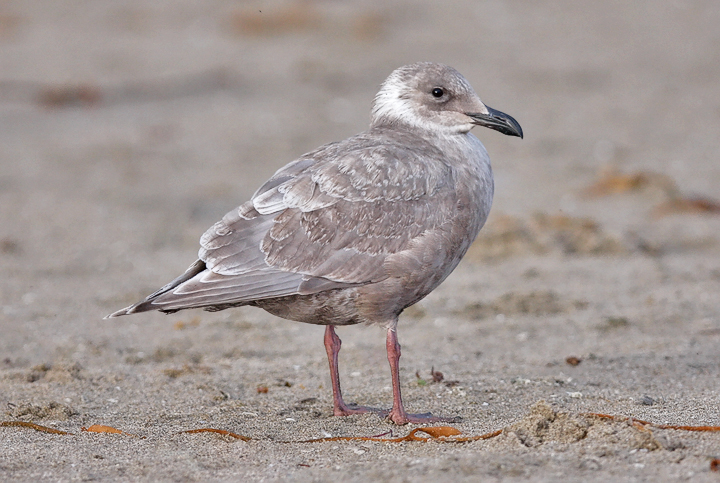 Glaucous-winged Gull, 1st cycle