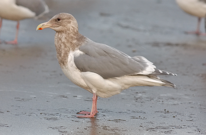 Glaucous-winged Gull or possible F2 hybrid with Western Gull, basic adult