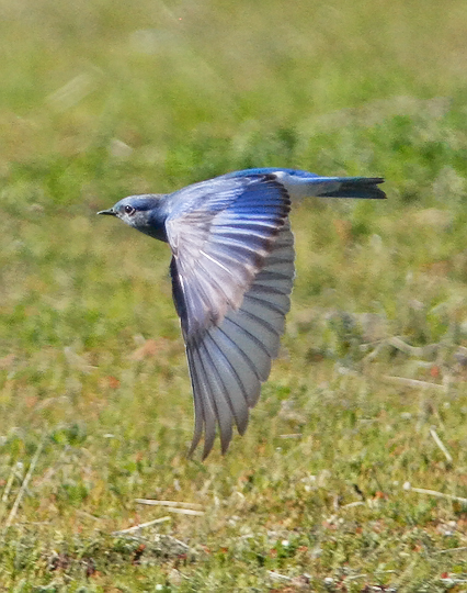 Mountain Bluebird, male