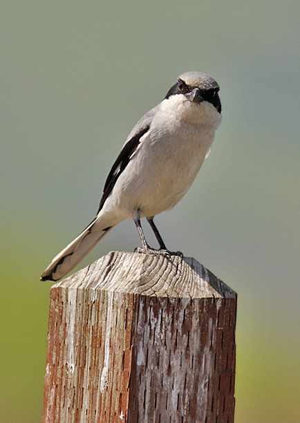 Loggerhead Shrike