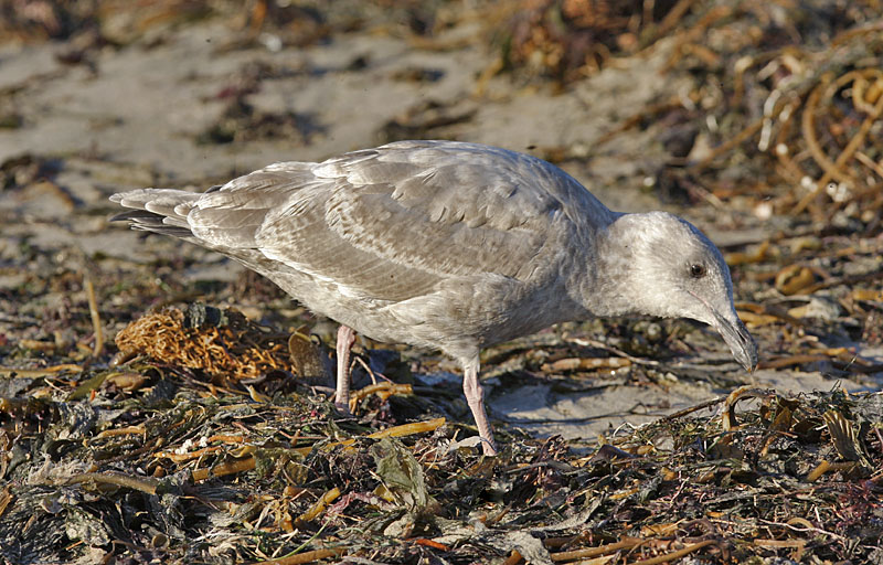 Glaucous-winged Gull, 1st cycle