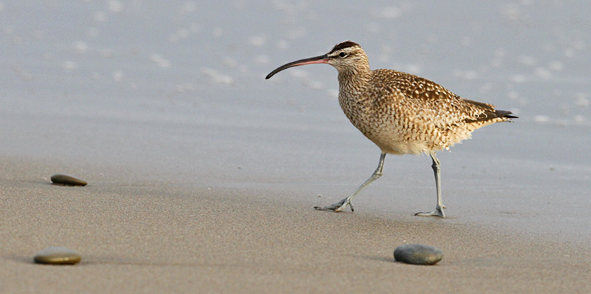 Whimbrel