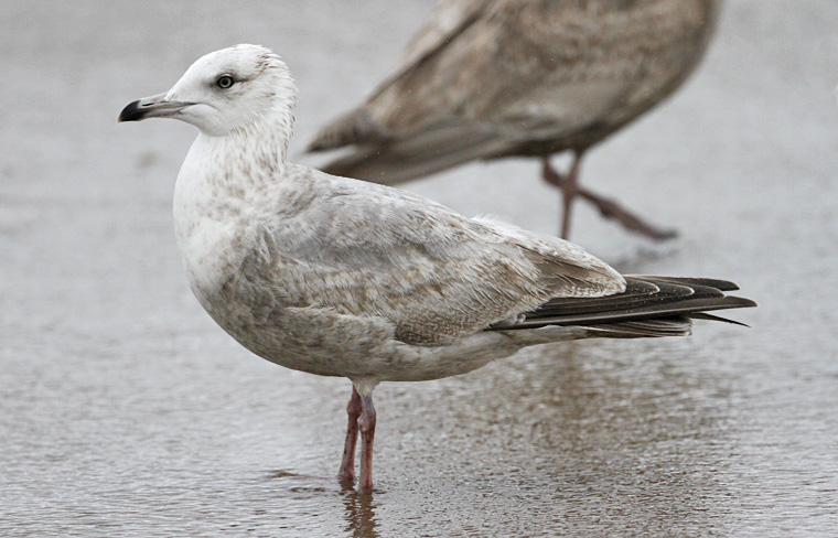 Herring Gull, 2nd cycle
