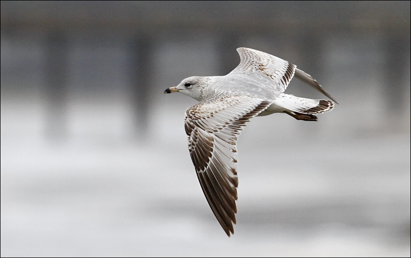 Ring-billed Gull, 1st cycle
