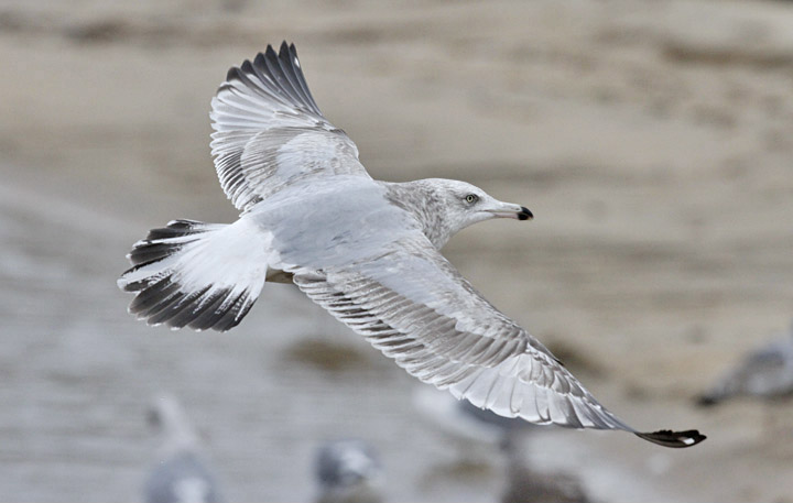 Herring Gull, 2nd cycle