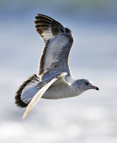 Ring-billed Gull, 2bd cycle