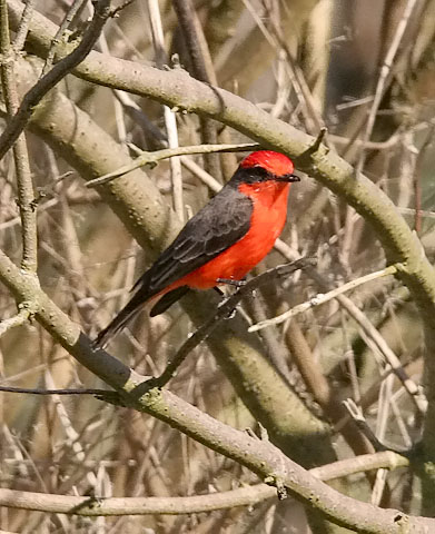 Vermilion Flycatcher, male adult (#1 of 3)
