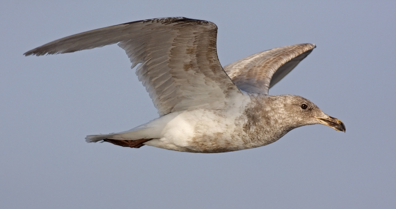 Glaucous-winged Gull, 2nd cycle