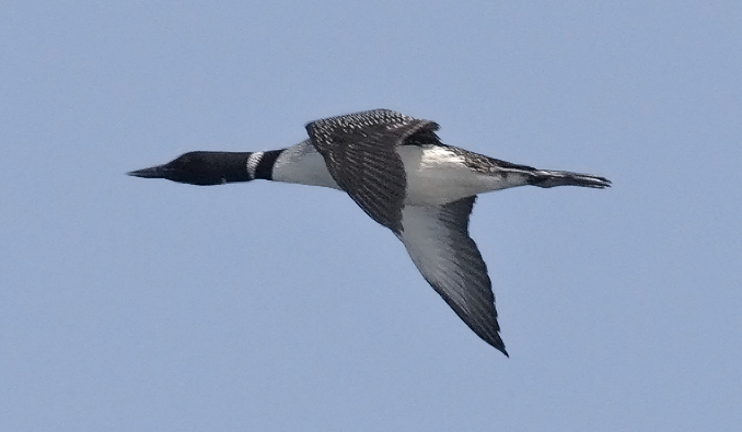 Common Loon, alternate plumage