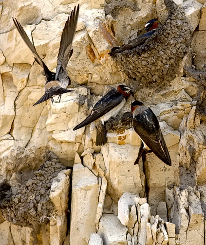 Cliff Swallows (#3 of 3)