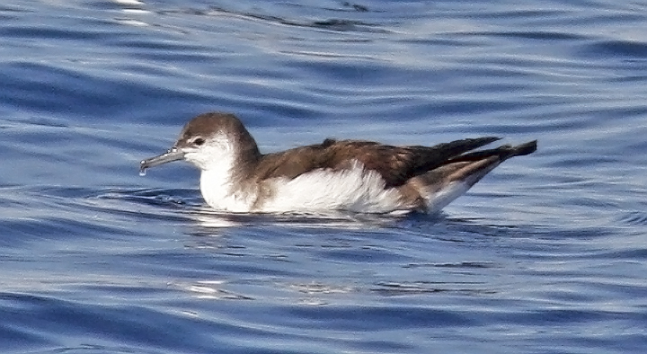 Audubons Shearwater