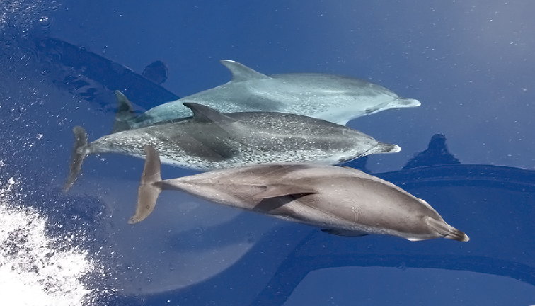 Atlantic Spotted Dolphins