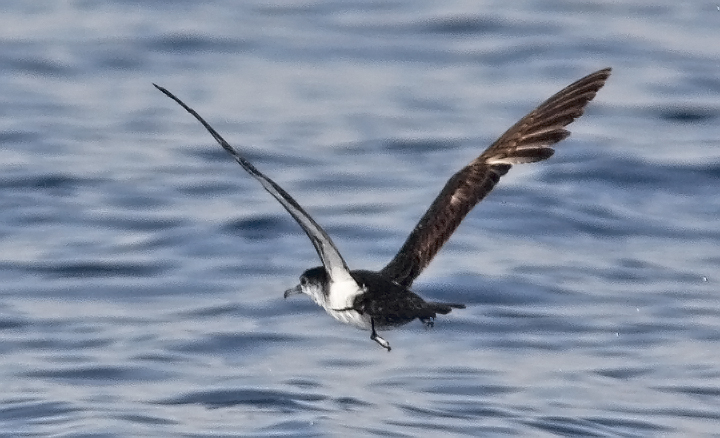 Audubons Shearwater