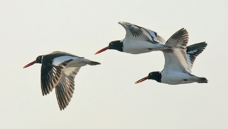 American Oystercatchers