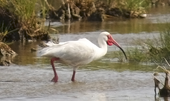 White Ibis, alternate (#2 of 2)