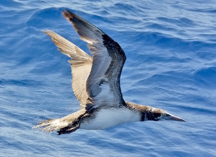 Northern Gannet, 1st cycle