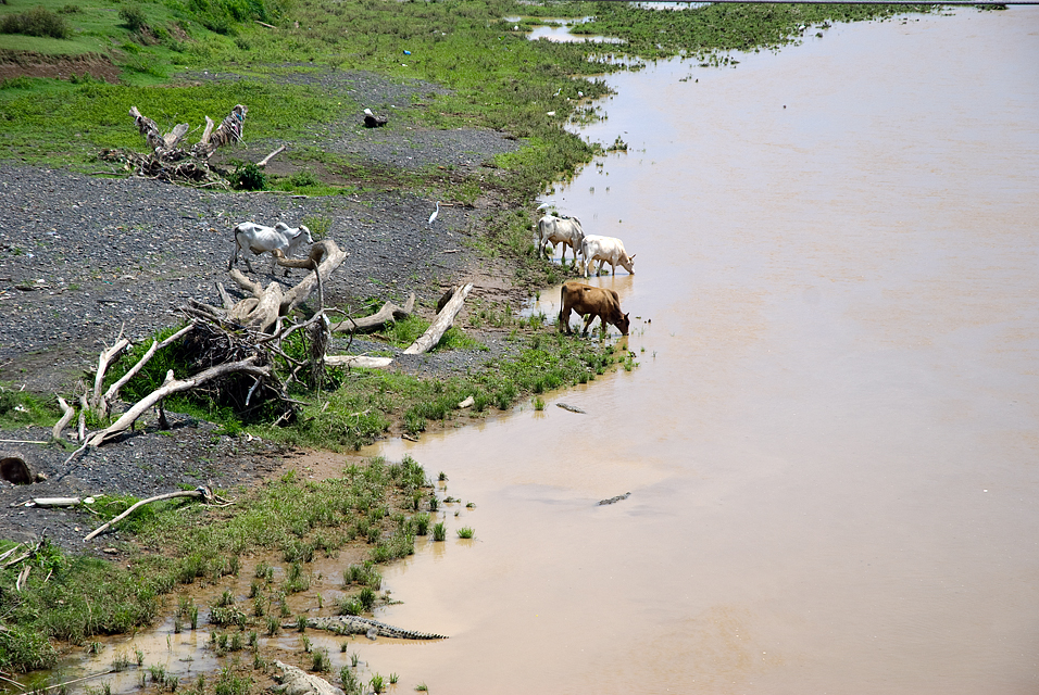 Cattle and Crocs, Rio Tarcoles