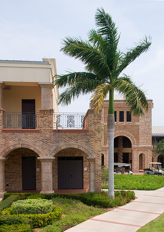 Royal Palm, The University of Texas at Brownsville campus