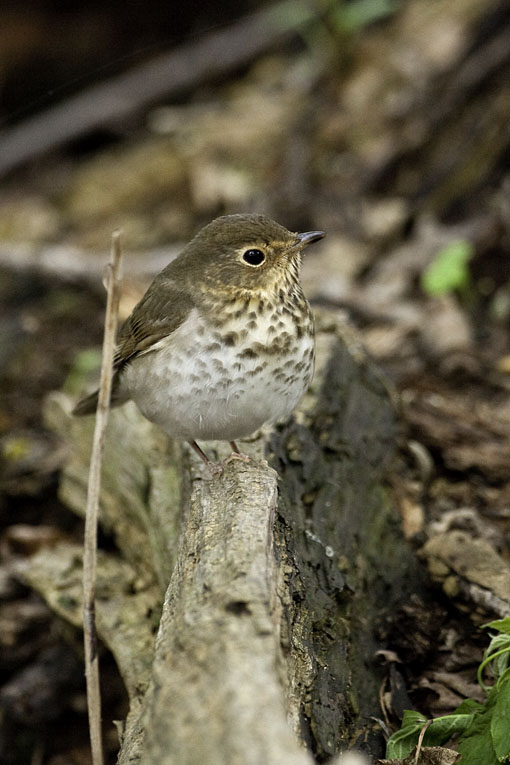 Swainsons Thrush