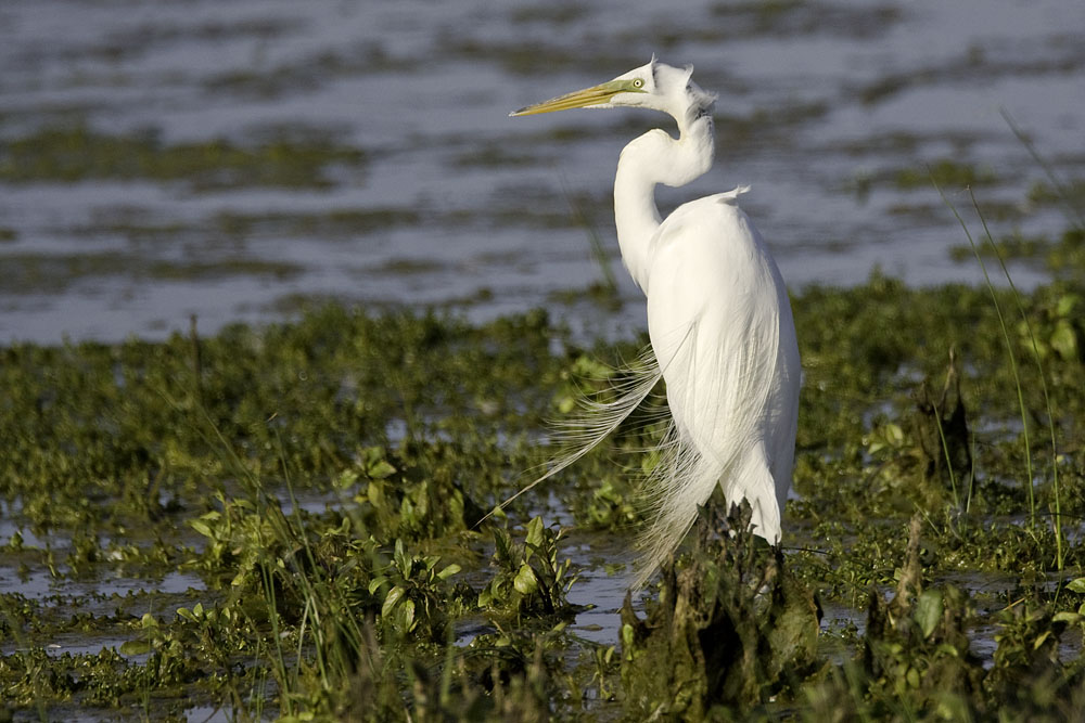 Great Egret