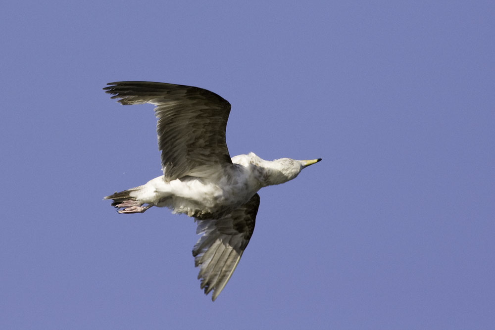 Ring-billed gull - immature