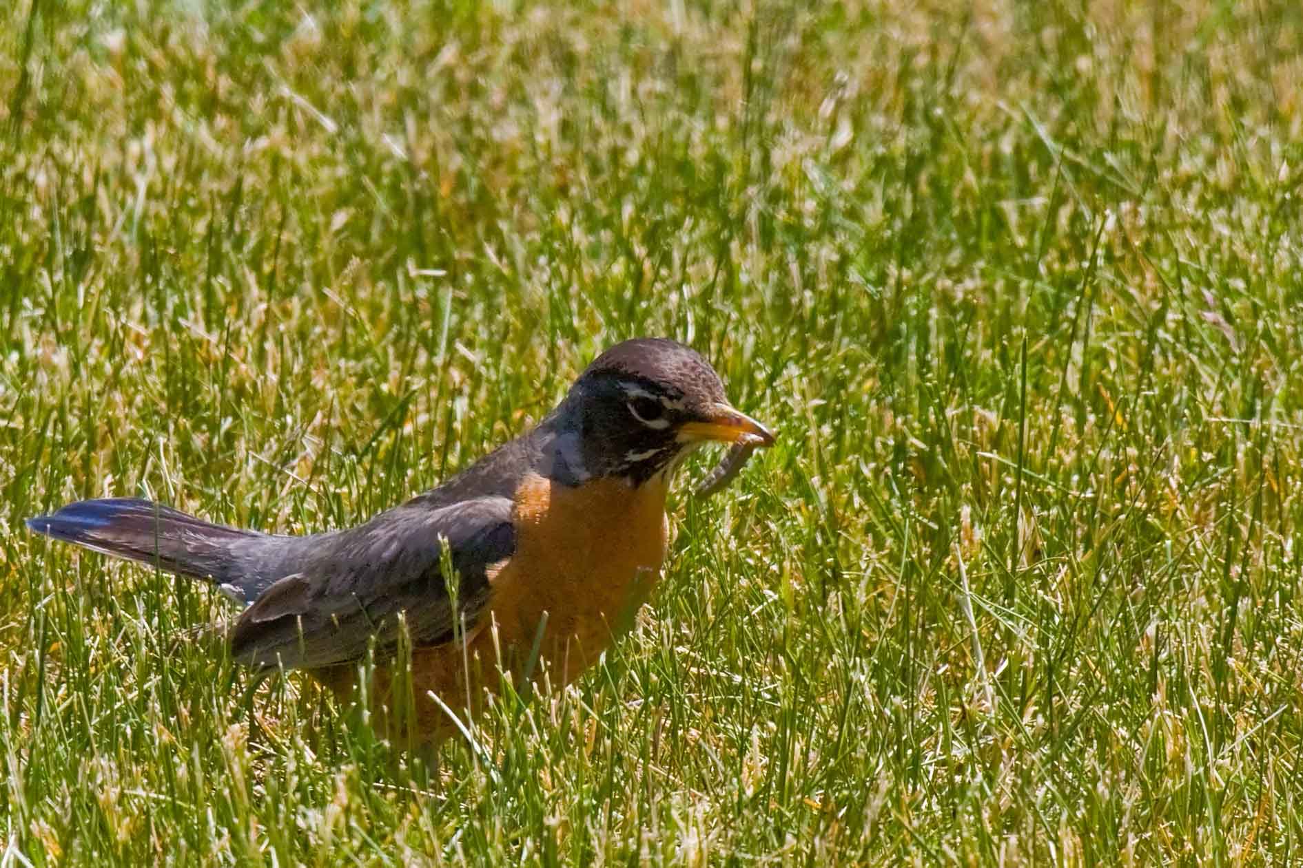 Robin with grub.jpg
