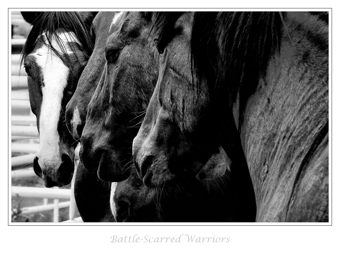 Rodeo Horses