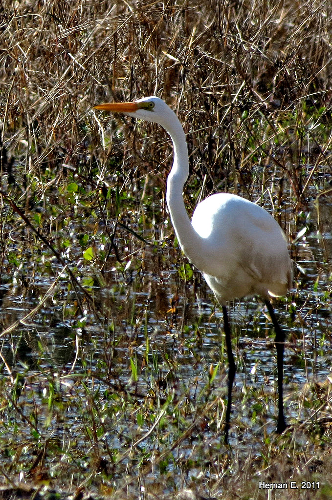 GREAT EGRET