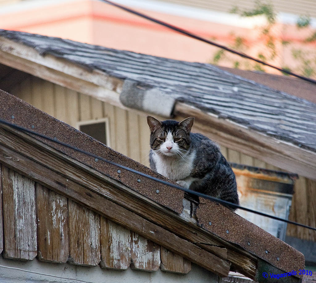 Old Tom