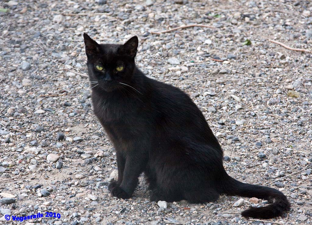 Blackie
