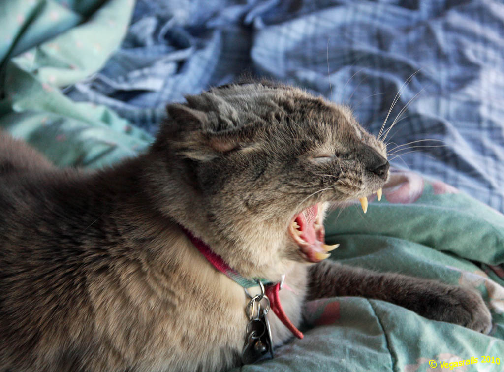 Ozzie roar