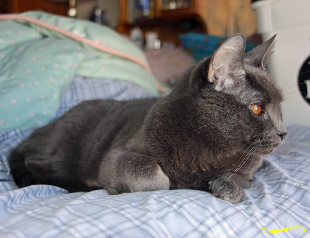Smokey