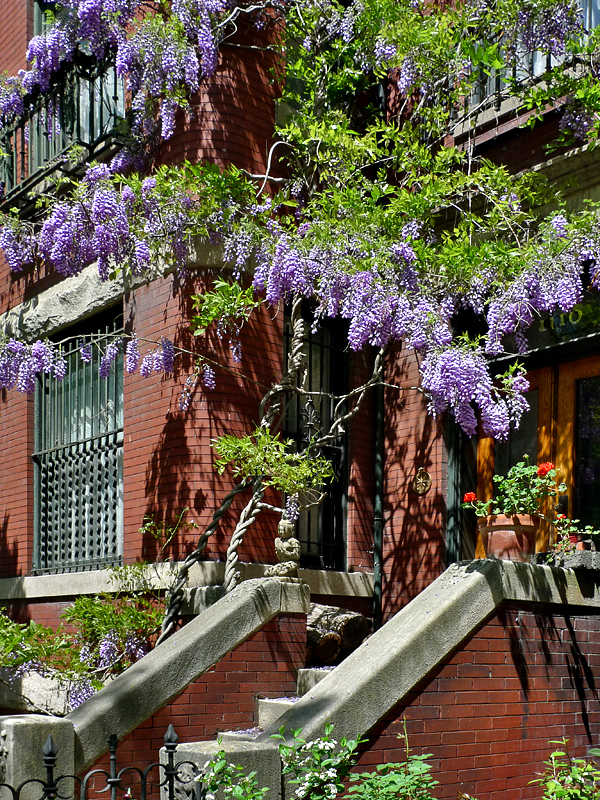 Wisteria house