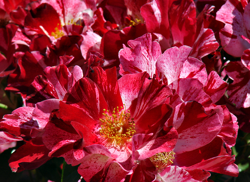 Flowers at the Mall (Saturated Challenge)
