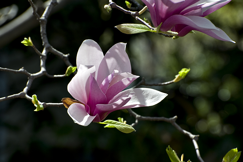 Floating magnolia