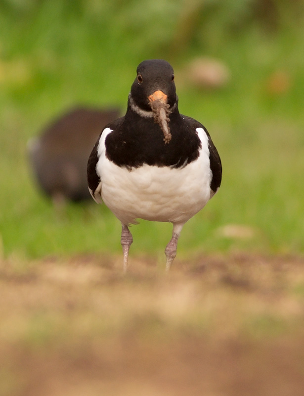 Oystercatcher