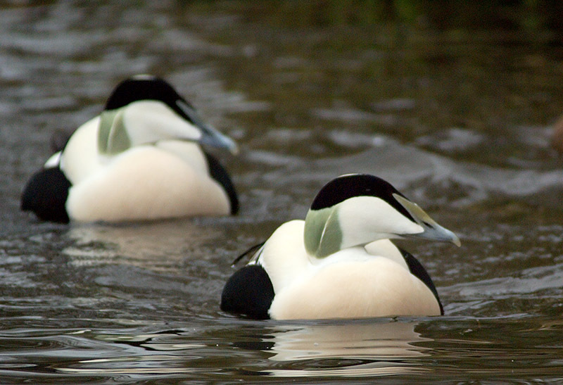 Eider