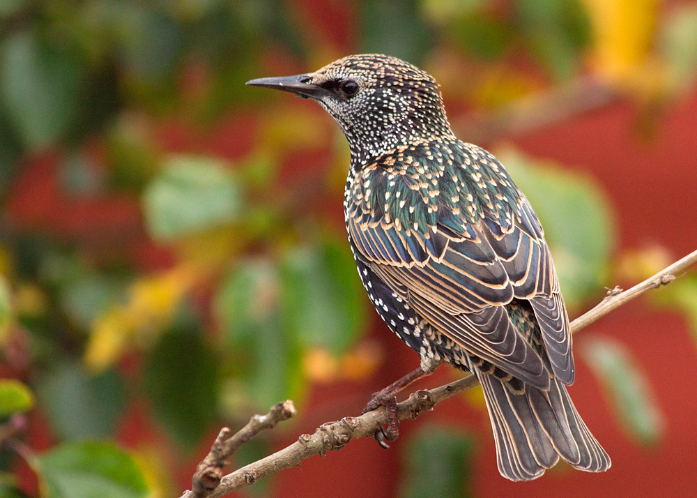 Starling
